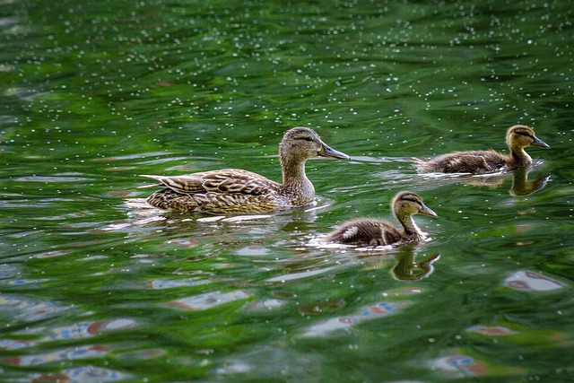 Rațe, Rațele, Păsări, Înot, Waterfowls