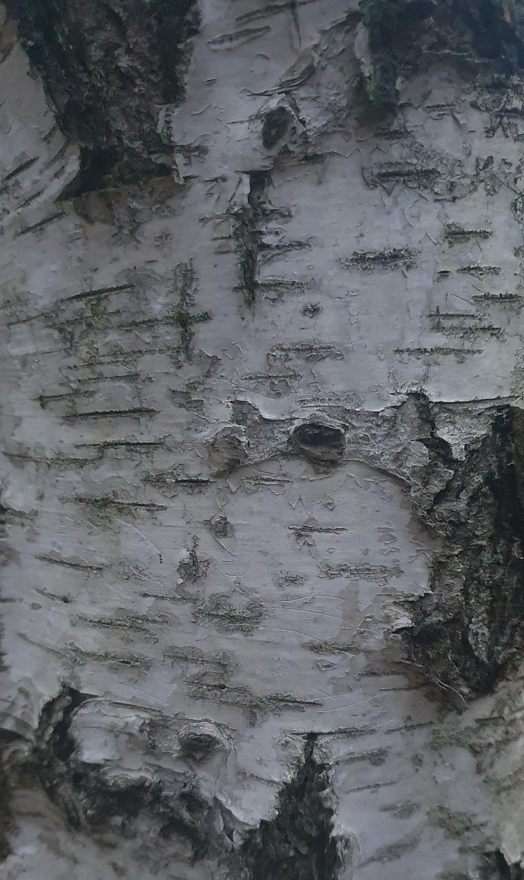 Die Rinde Birke Baum - Kostenloses Foto auf Pixabay - Pixabay