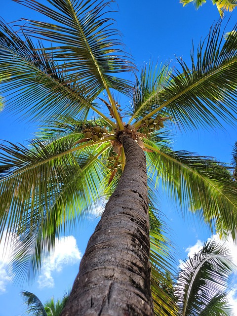 Free Palm Tree Sky photo and picture