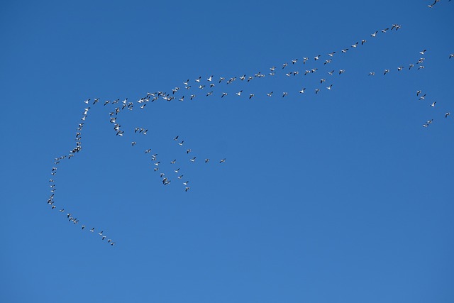 Free Geese Birds photo and picture