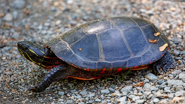 Painted turtle, turtle, reptile and wildlife — photo by Canadian-Nature-Visions