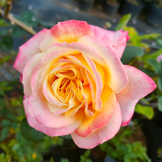 Free Roses Flowers photo and picture