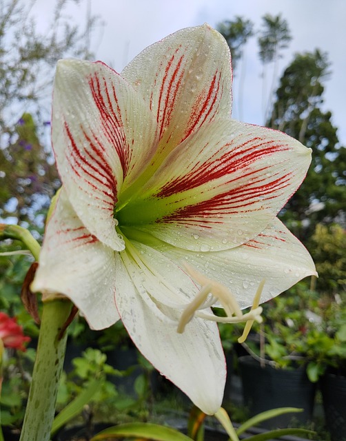 Free Amaryllis Flowers photo and picture