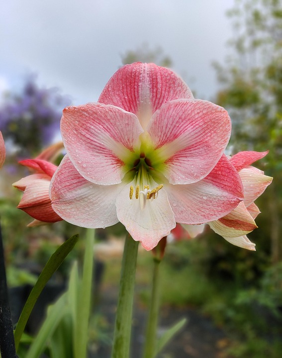 How To Grow Lily Origin White Free photo on Pixabay