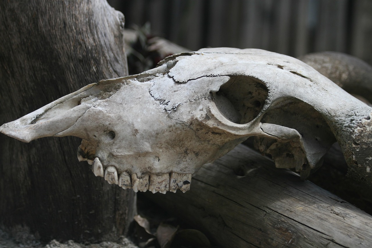 Skeleton - free online jigsaw puzzle photo