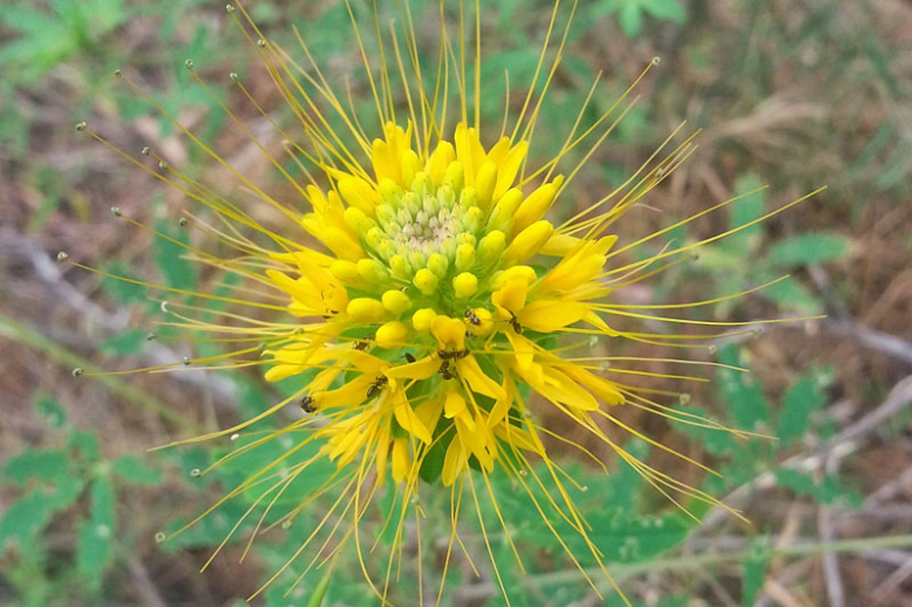 Flor De Aranha - Foto gratuita no Pixabay - Pixabay