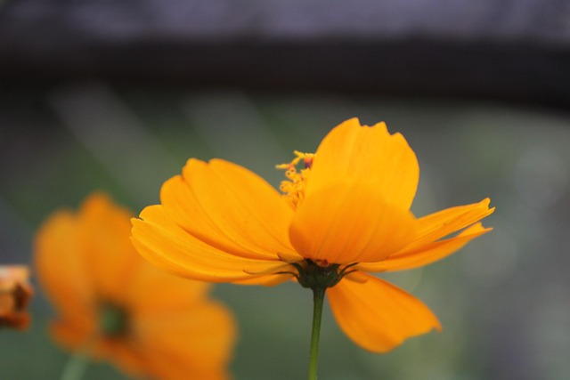 Cosmos, Flor, Flor Amarilla