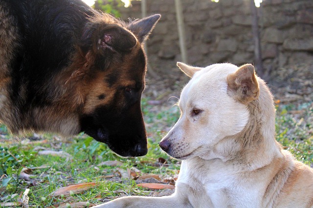 Pastor Alemán, Perros, Mascotas, Canino