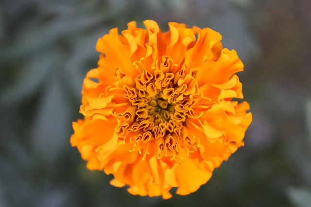Maravilla, Flor, Hermosas Flores