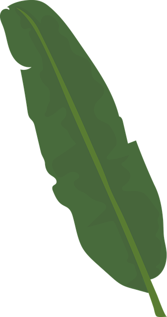 Free abaca leaf plant illustration
