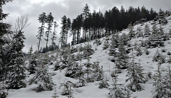 Free Trees Forest photo and picture