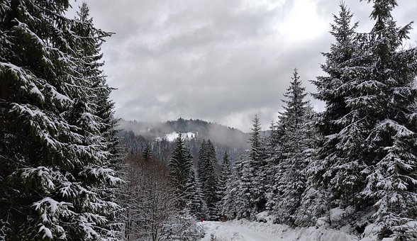 Free Pines Snow photo and picture