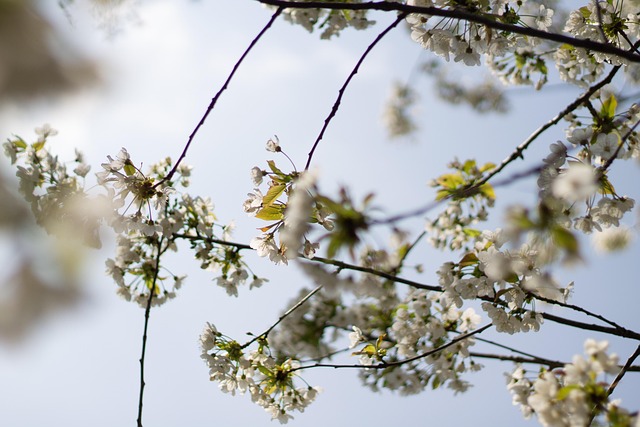 Free Tree Cherry Blossom photo and picture
