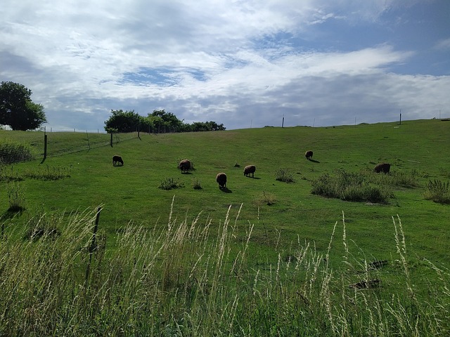 Free Landscape Sheep photo and picture