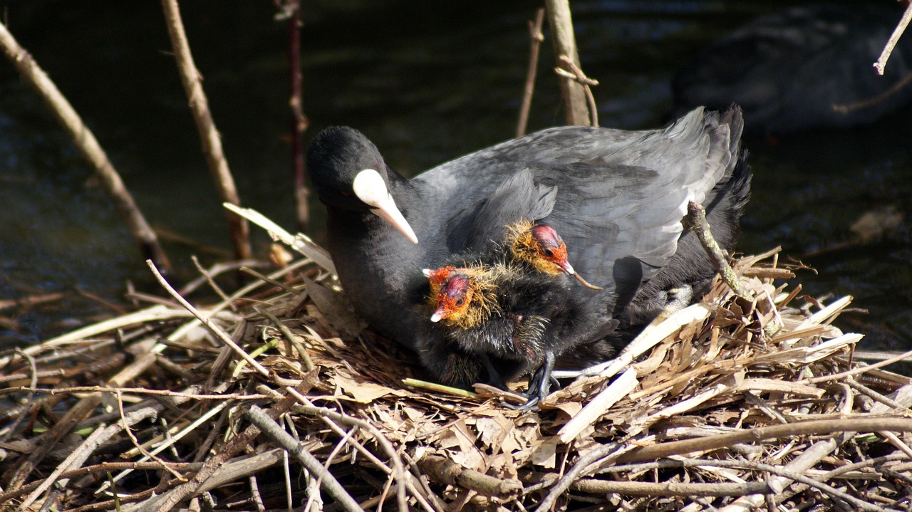 80+ Free Coot Nest & Coot Images - Pixabay