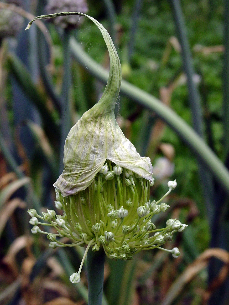 Onion Allium Flower Free photo on Pixabay Pixabay