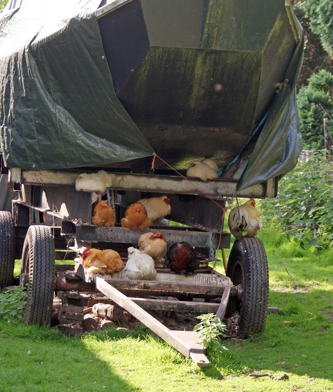 Chickens Boat Sleep Free photo on Pixabay Pixabay