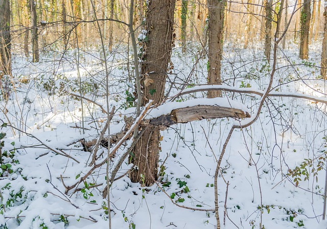 Free Winter Landscape photo and picture