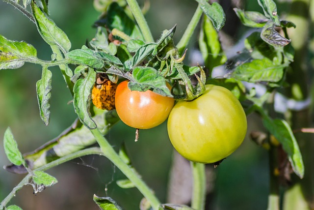 Free Cherry Fruit photo and picture