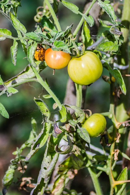 Free Cherry Fruit photo and picture
