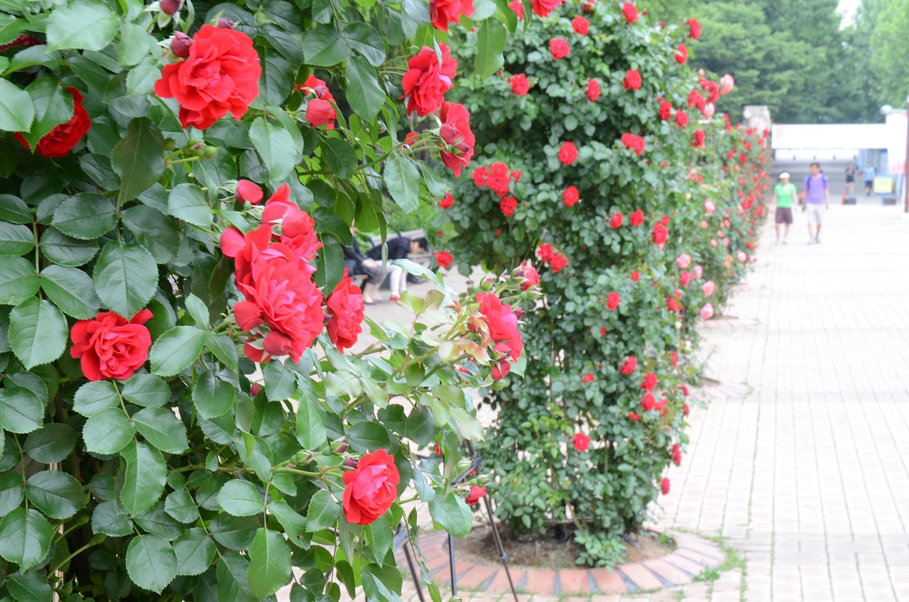 Roses Flower Free photo on Pixabay Pixabay