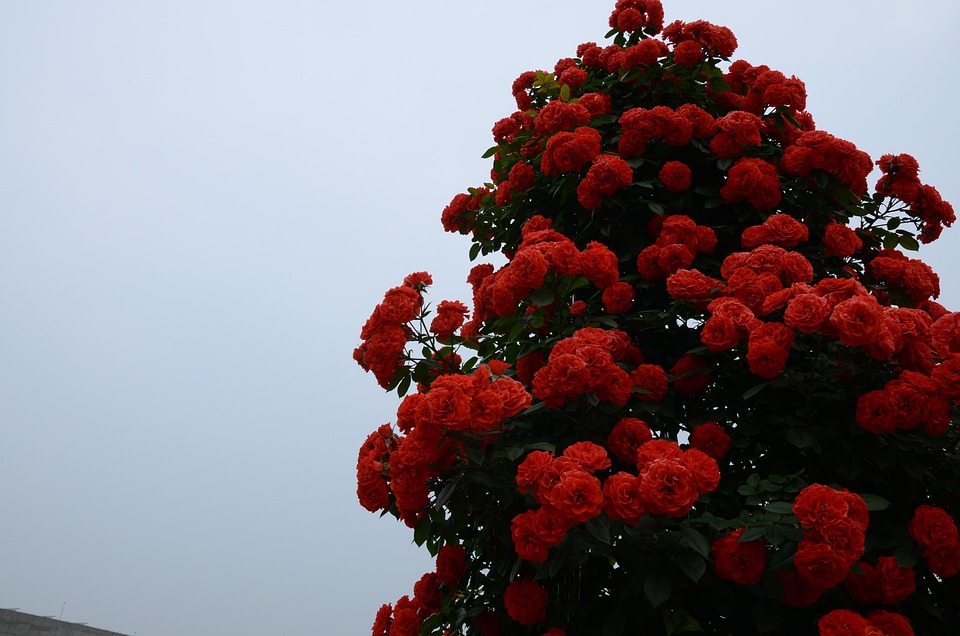 Red Roses Sky - Pixabayの無料写真 - Pixabay