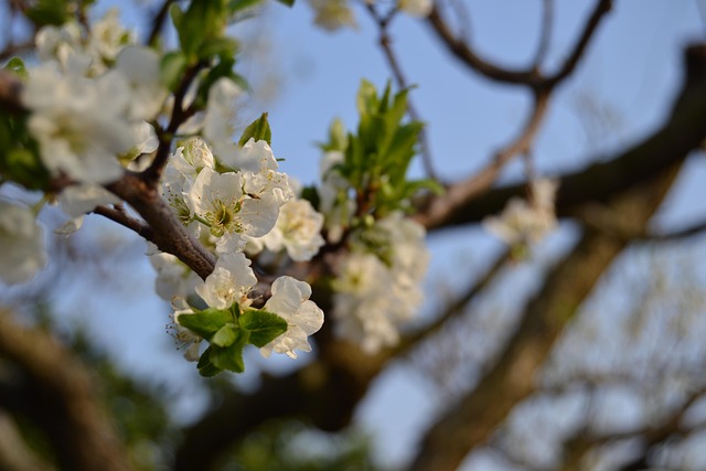 Free Plum Blossom Flowers photo and picture