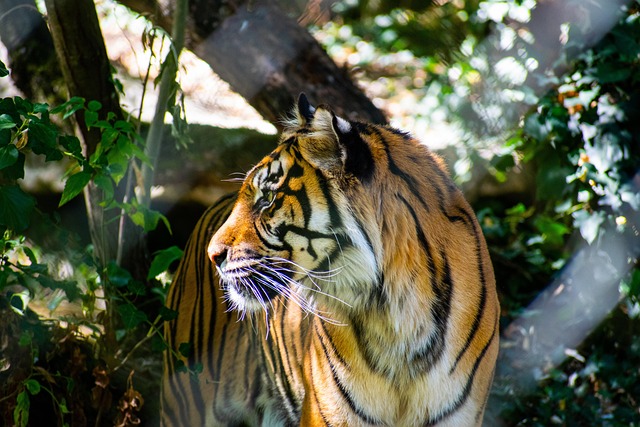 Free Tiger Animal photo and picture