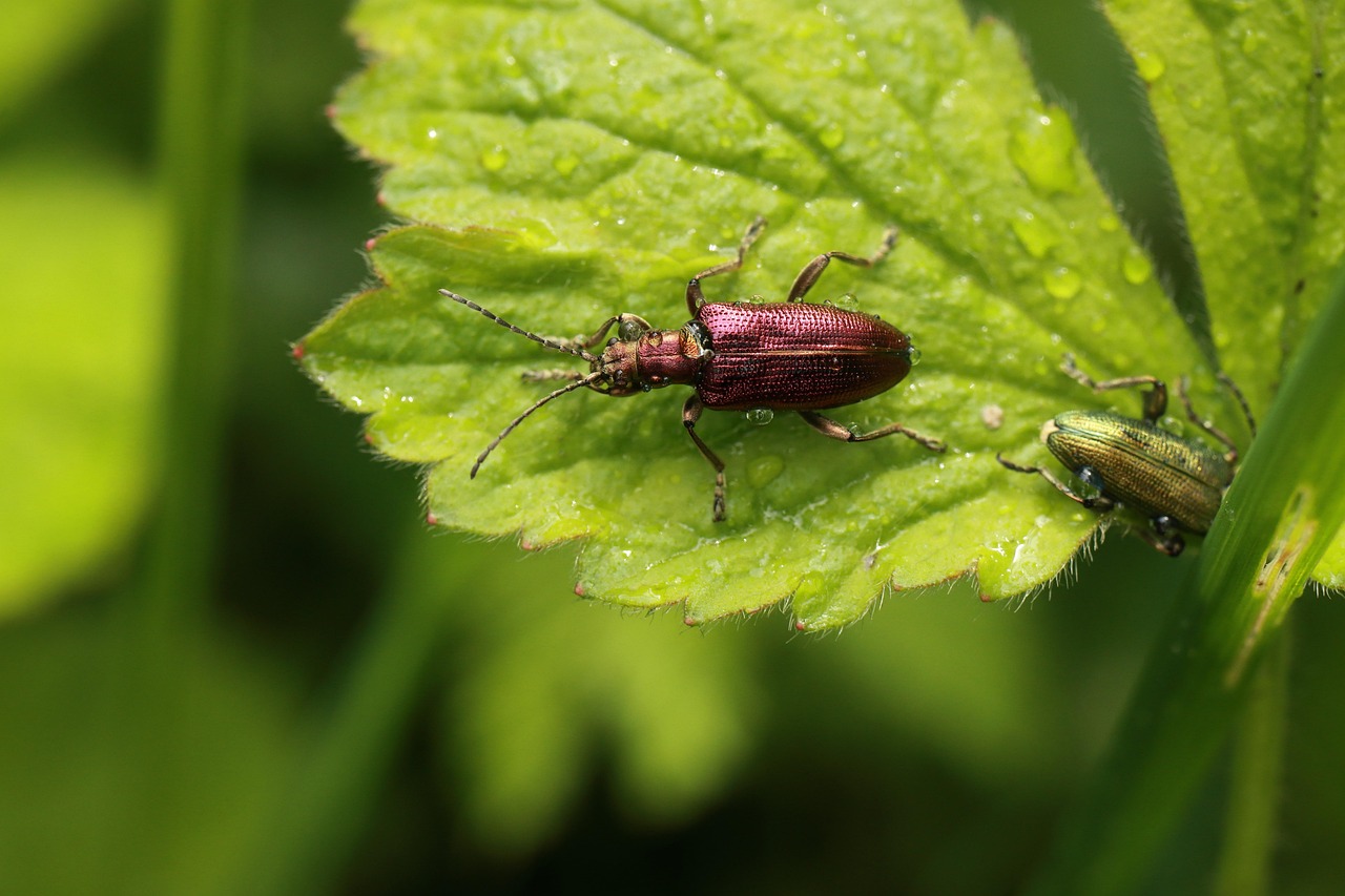 Chitinous Insect çitin Aşağı Inmesi