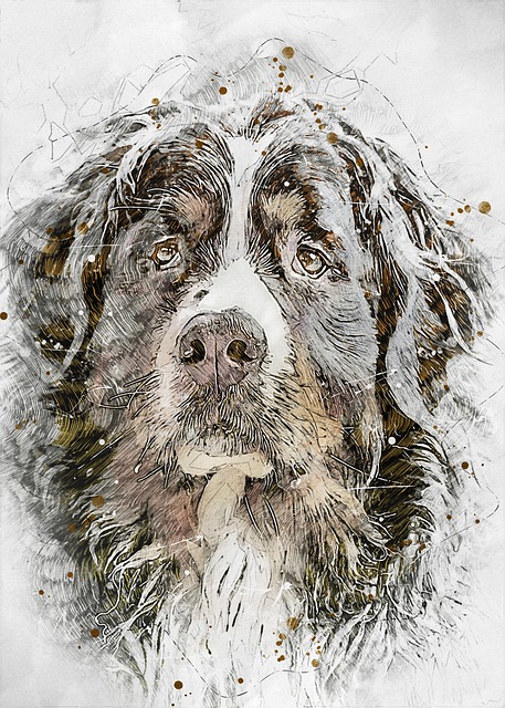 Free bernese mountain dog dog drawing illustration