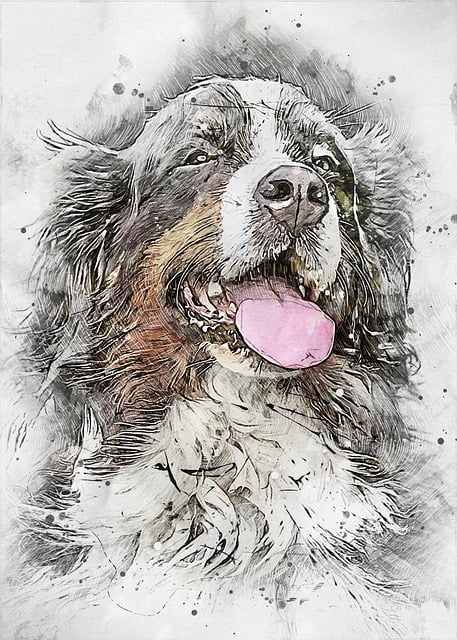Free bernese mountain dog animal nature illustration