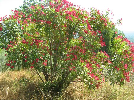 Free Flower Flowers photo and picture