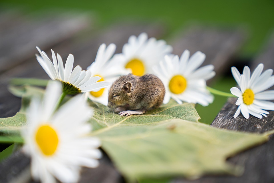 Mouse study sheds light on how the brain recognizes stable patterns in changing scenes