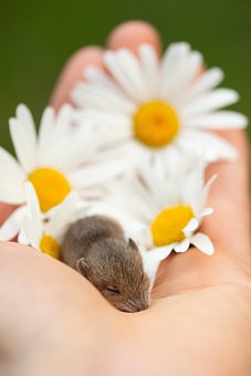 40 Free Baby Mouse Mouse Images Pixabay 40 Free Baby Mouse Mouse Images Pixabay