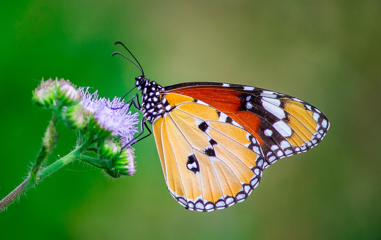 400+ Free Milkweed & Nature Images - Pixabay