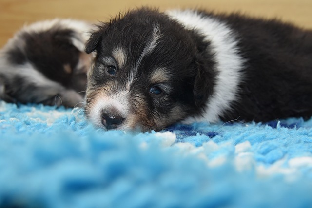Shetland Sheepdog, Natur, Sheltie