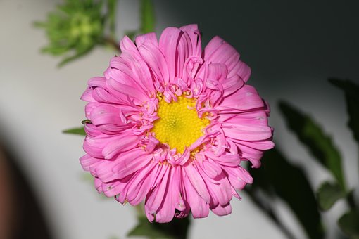 Free Aster Flower photo and picture