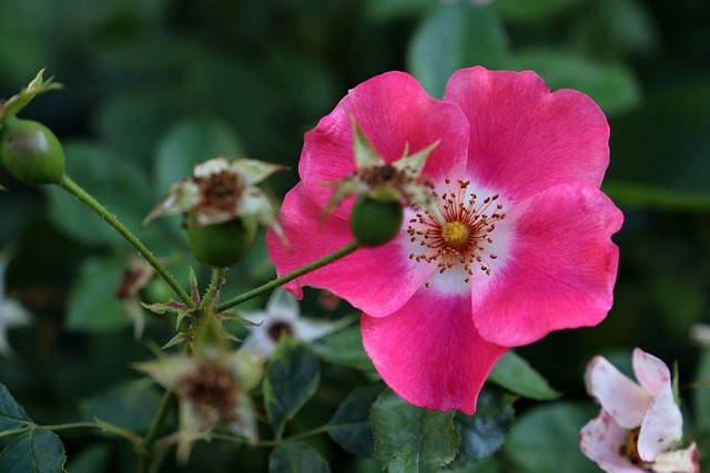 Moyes Erhob Sich, Blume, Pflanze