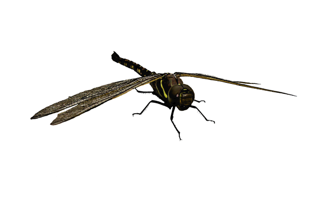 Libel, Insect, Macro, Vleugels