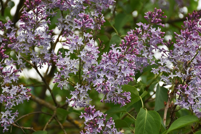 Free Lilac Flowers photo and picture