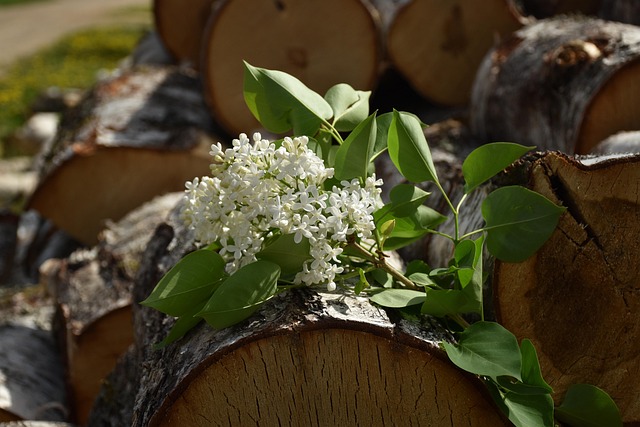 Free Flowers Lilac photo and picture