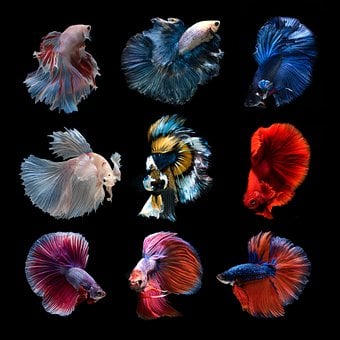 Free Siamese Fighting Fish Betta illustration and picture