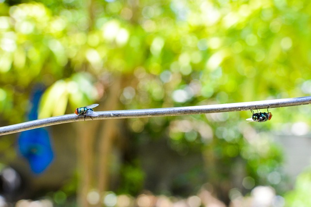 Free Fly Insect photo and picture