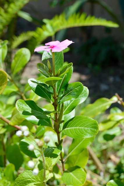 Free Beijo Mulata photo and picture