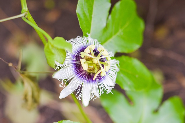 Free Passion Flower Flower photo and picture