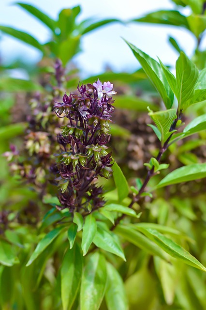 Free Basil Flowers photo and picture