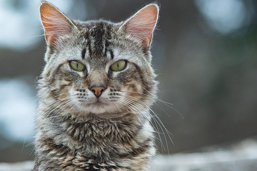 1000以上の無料好奇心 動物画像