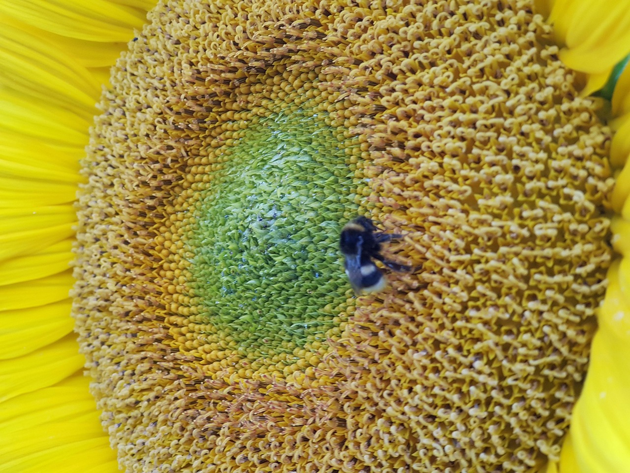 Poids Papier Résine Avec Abeille Et Tournesol – Motif Insecte – Déco Multicolore Pour Maison