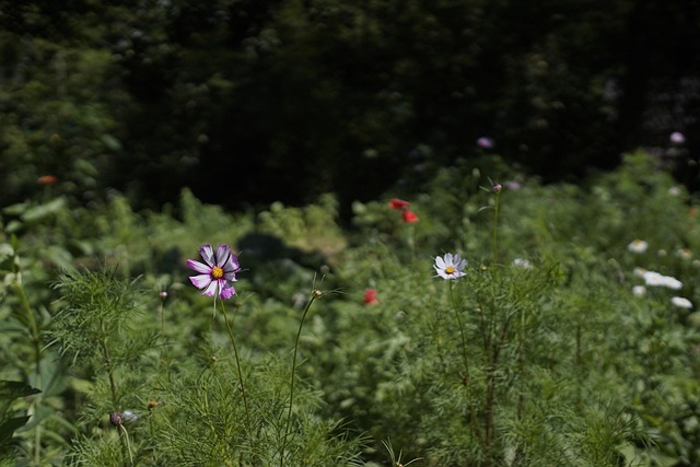 Free Flowers Plants photo and picture
