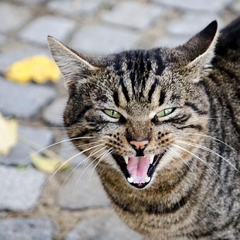 Animal, Gato, Dientes